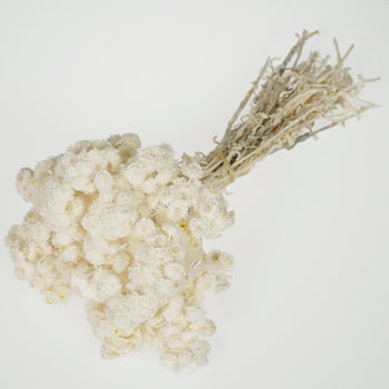 Bleached Italian Straw Flower