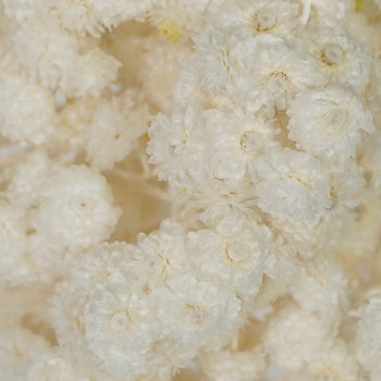 Bleached Italian Straw Flower