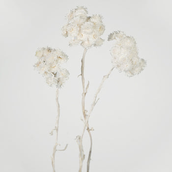 Bleached Italian Straw Flower
