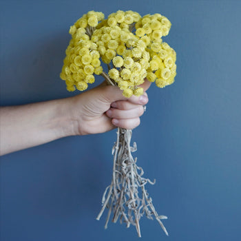 Blush Italian Straw Flower