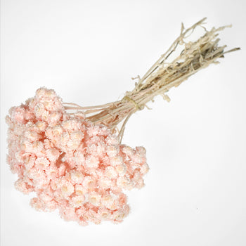 Blush Italian Straw Flower