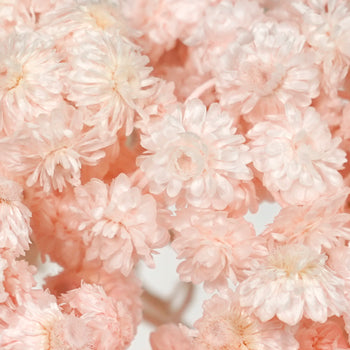Blush Italian Straw Flower