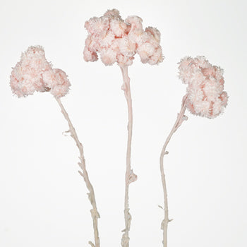 Blush Italian Straw Flower