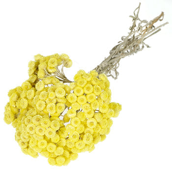 Yellow Italian Straw Flower
