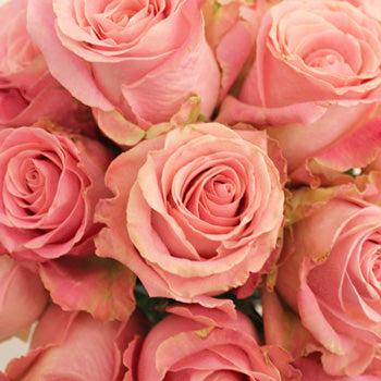 Hermosa Pink Rose