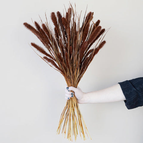 Dark Hickory Foxtail Grasses