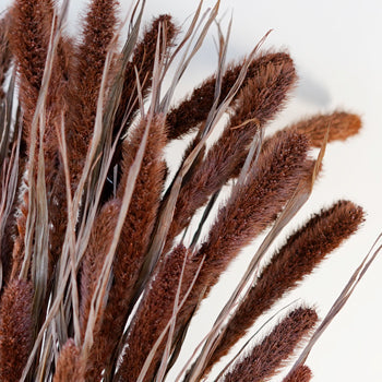 Dark Hickory Foxtail Grasses