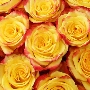 High and Yellow Flame Rose