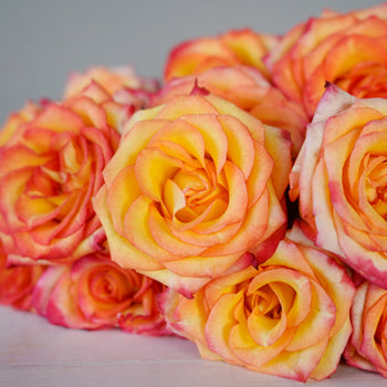 Valentines Yellow with Red Edge Rose Special