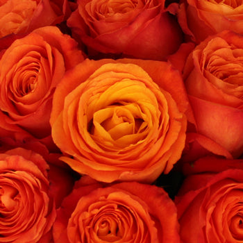 High and Intenzz Fresh Rose