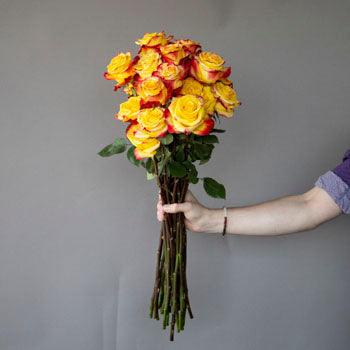 Fresh European Cut Bicolor Yellow Red Roses