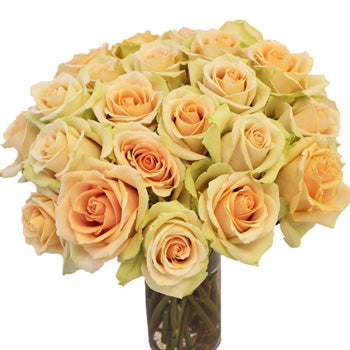 High Arena Creamy Peach Rose