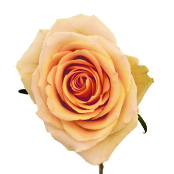 High Arena Creamy Peach Rose