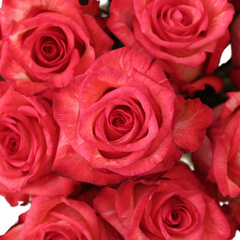 High and Twinkle Rose