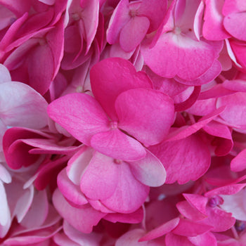 Highlighter Pink Airbrushed Hydrangea