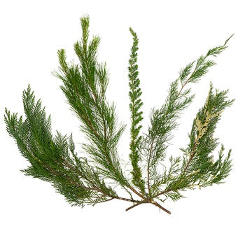 Winter Greenery Mix