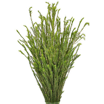 Wholesale greenery honey bracelet filler flowers bunch sold as bulk