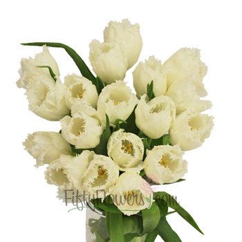 White Fringed Novelty Tulips