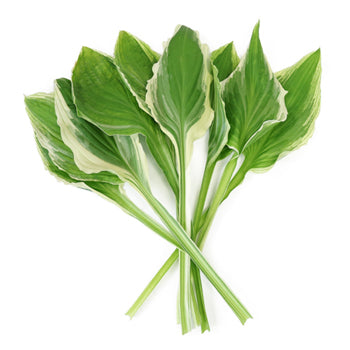 Designer Bicolor Lime Hosta Greenery