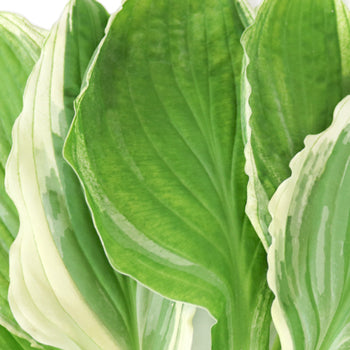 Designer Bicolor Lime Hosta Greenery