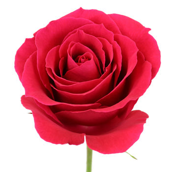 Pink Cherry Sweetheart Roses