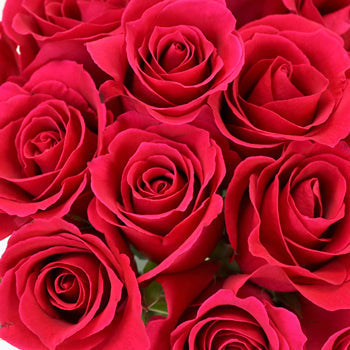 Pink Cherry Sweetheart Roses