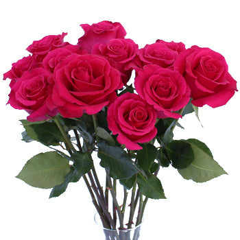 Hot Lady Hot Pink Rose