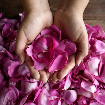 Dried Garden Rose Petals Hot Pink