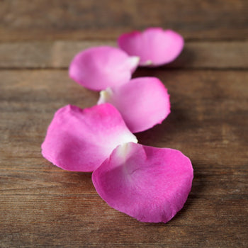 Magenta Garden Rose Petals