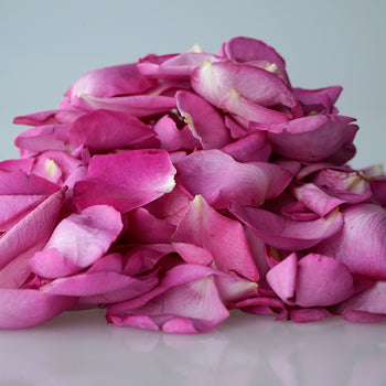 Magenta Garden Rose Petals