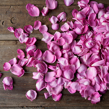 Magenta Garden Rose Petals