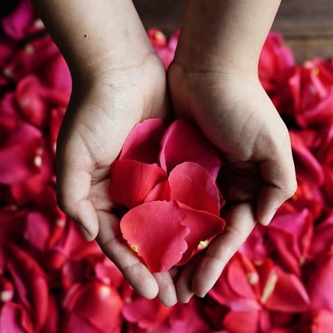 Hot Pink Rose Petals Wholesale