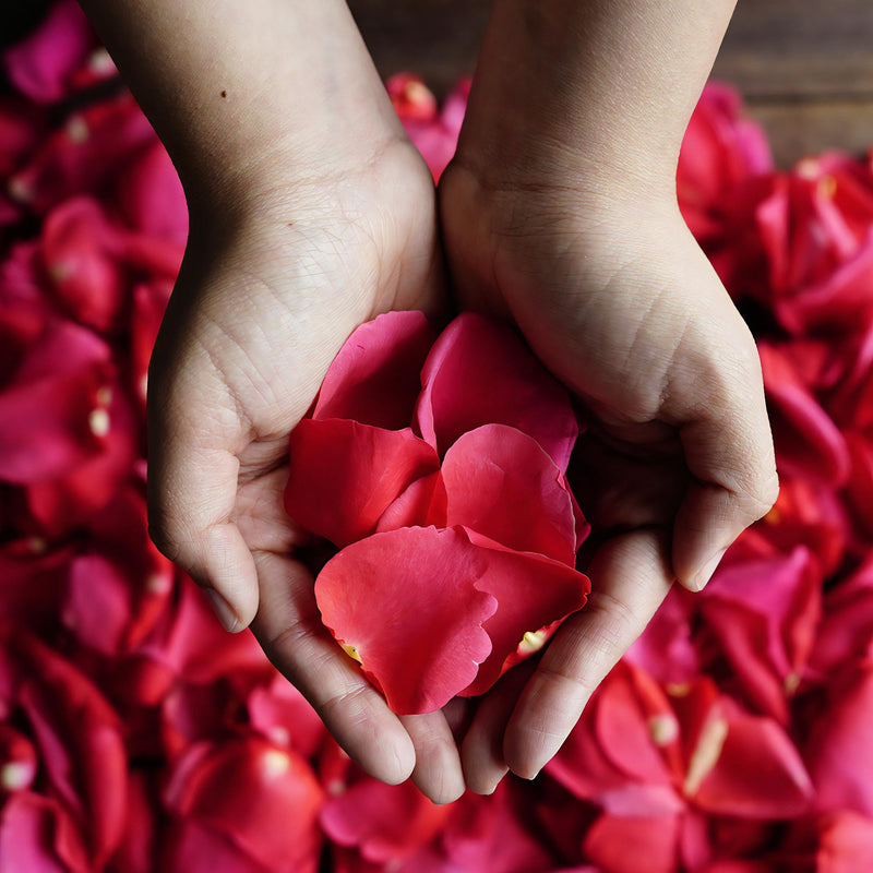 Hot Pink Rose Petals Wholesale