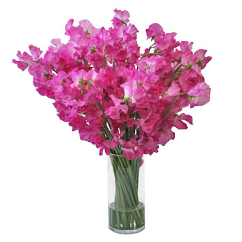 Hot Pink Designer Japanese Sweet Peas