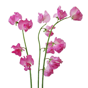 Hot Pink Designer Japanese Sweet Peas