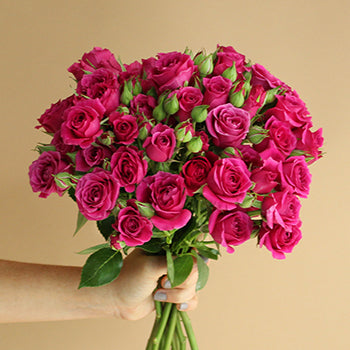 Hot Majolika hot pink Wholesale Rose Bunch in a hand
