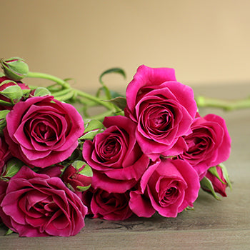 Hot Majolika hot pink Roses up close