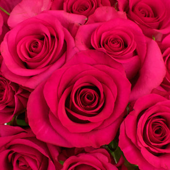 Hot Paris Fresh Cut Rose