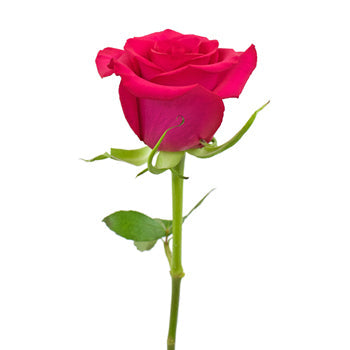 Hot Paris Fresh Cut Rose