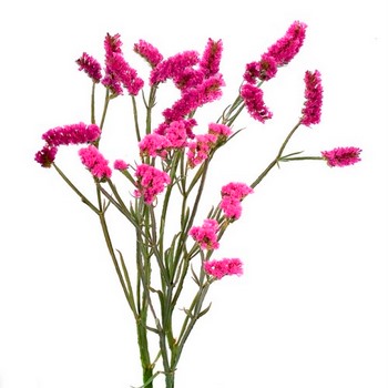 Statice Filler Flower Tinted Bright Pink