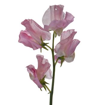 Pink Designer Japanese Sweet Peas