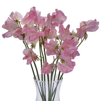 Pink Designer Japanese Sweet Peas