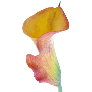 Orange Flame Calla Lily Flower