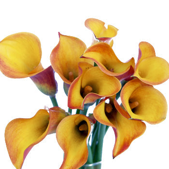 Orange Flame Calla Lily Flower