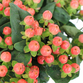 Peaches and Cream Designer Hypericum Berries