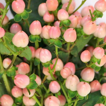 Gum Ball Pink Designer Hypericum Berries