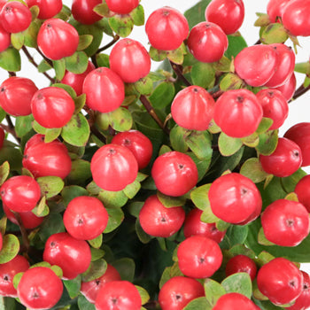Red Designer Hypericum Berries