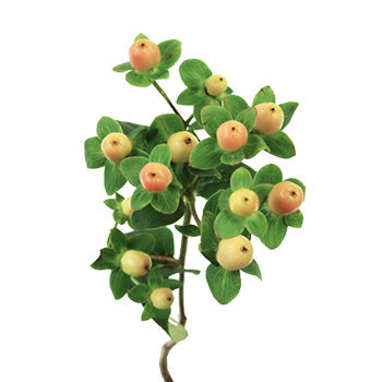 Hypericum Berries Yellow Peach Flower