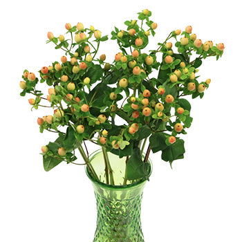 Hypericum Berries Yellow Peach Flower