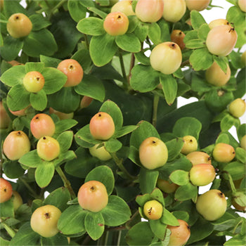 Hypericum Berries Yellow Peach Flower